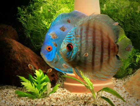 copyright R. Callewaert